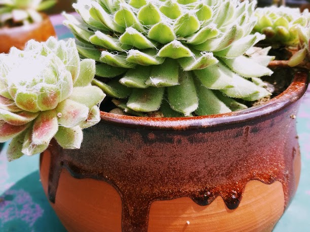 2019-06-12 succulente
